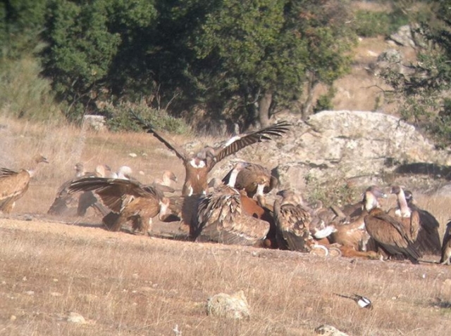 nuestras aves rapaces